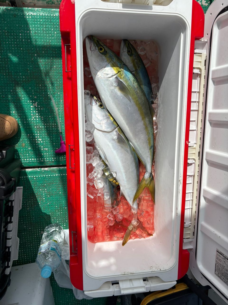 目指せ　GT 修行中さんの釣果 2枚目の画像