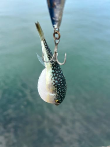 クサフグの釣果