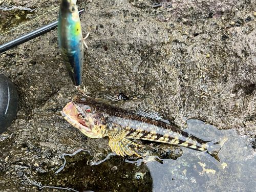 三ツ石（真鶴）