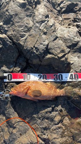 キジハタの釣果