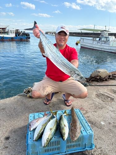 サワラの釣果