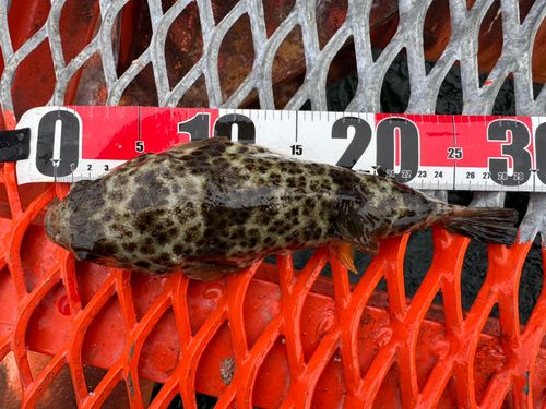 ヒガンフグの釣果