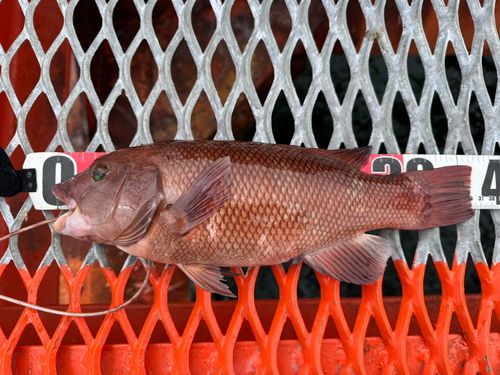 須磨海づり公園