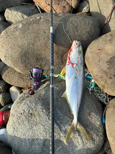 ヒラマサの釣果