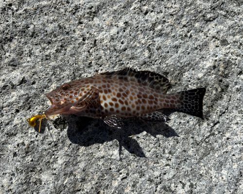 オオモンハタの釣果