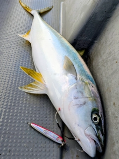 ヒラマサの釣果