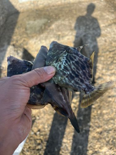 カワハギの釣果