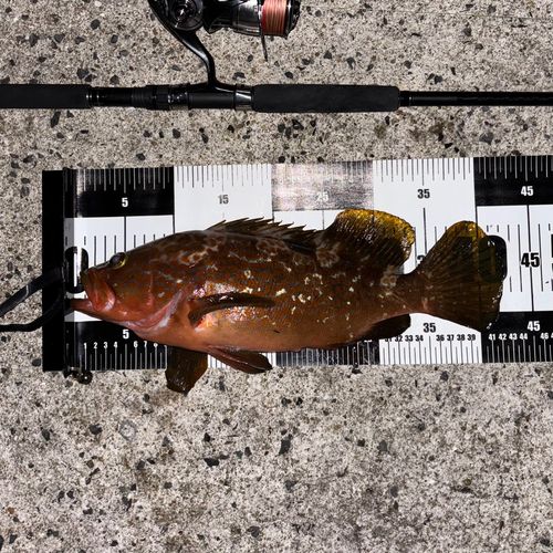 キジハタの釣果