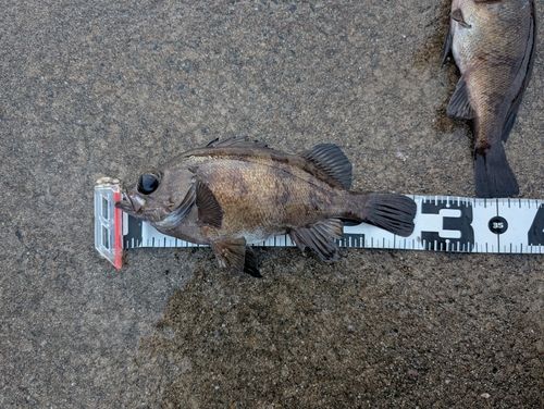 シロメバルの釣果