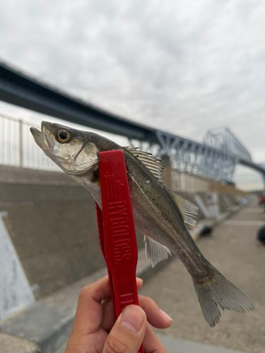 若洲海浜公園海釣り施設