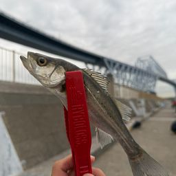 セイゴ（ヒラスズキ）