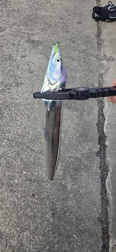 タチウオの釣果