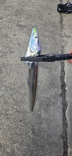 タチウオの釣果