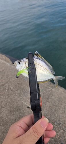 ヒイラギの釣果