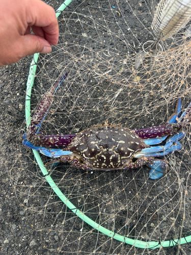 タイワンガザミの釣果