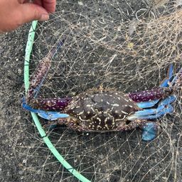 タイワンガザミ