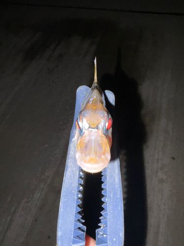 ヒイラギの釣果