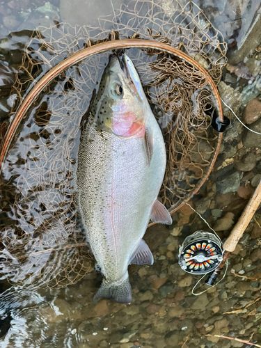 ニジマスの釣果