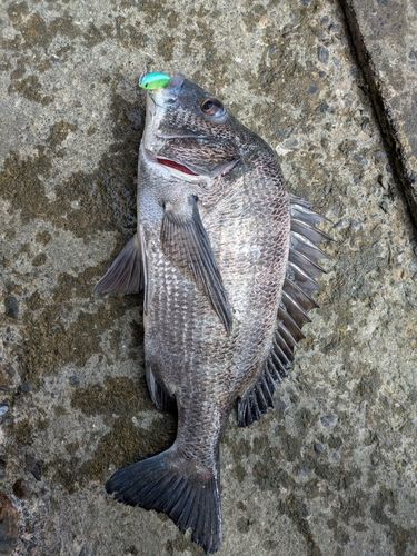 クロダイの釣果