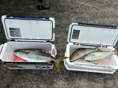 カンパチの釣果