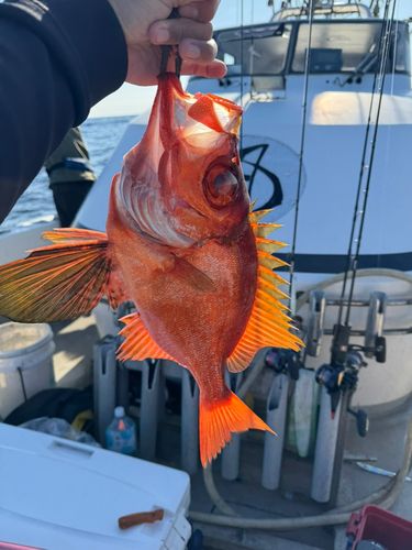 チカメキントキの釣果