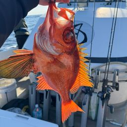 チカメキントキ