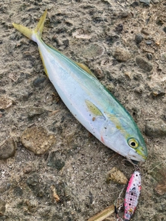 コゾクラの釣果