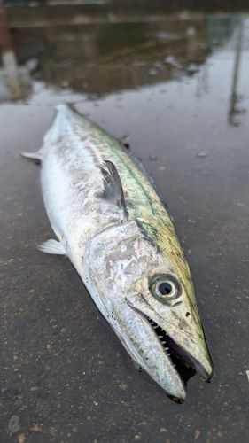 泉佐野食品コンビナート