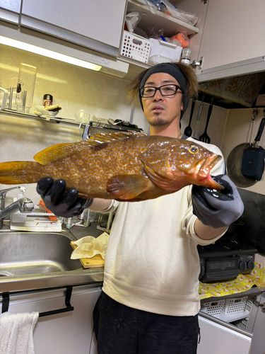 キジハタの釣果