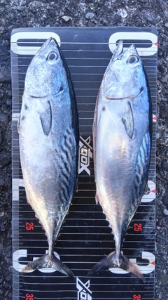 スマガツオの釣果