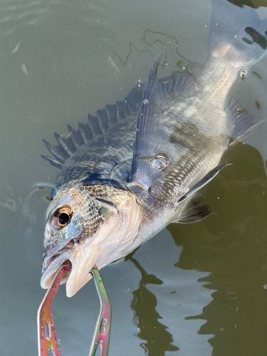 大野川（石川）