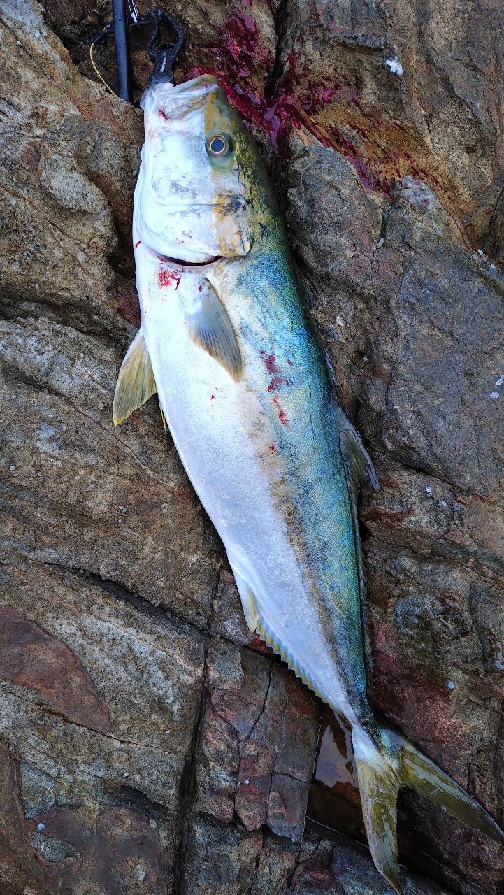 VARIVAS アバニ®︎ キャスティング PE SMP ヒラマサチューン X8 10.0号