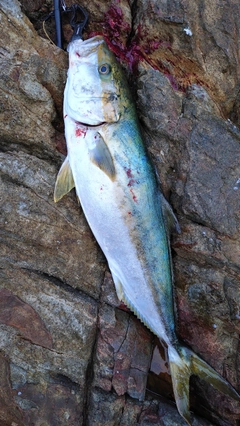 ヒラマサの釣果