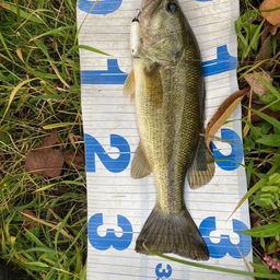 ラージマウスバス