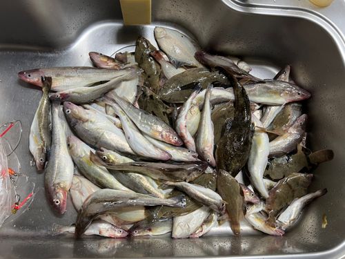 コマイの釣果