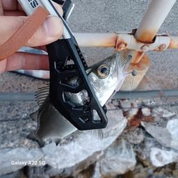 セイゴ（ヒラスズキ）