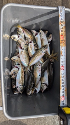 アジの釣果