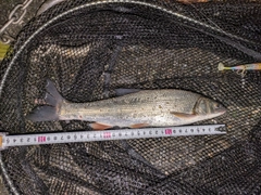 マルタウグイの釣果