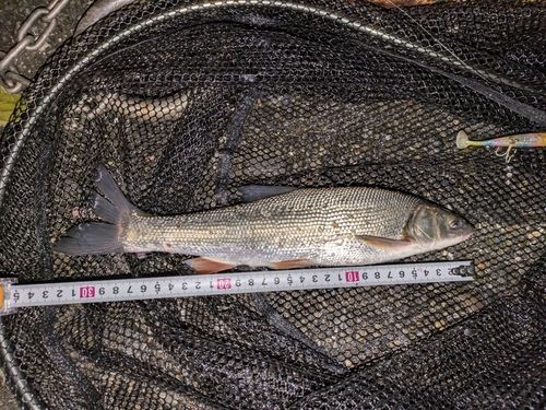 マルタウグイの釣果