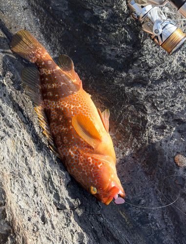 キジハタの釣果