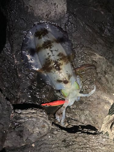 アオリイカの釣果