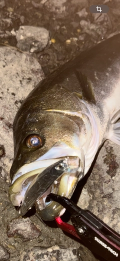 シーバスの釣果