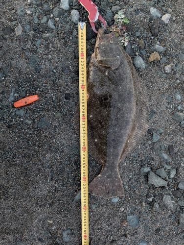 ヒラメの釣果