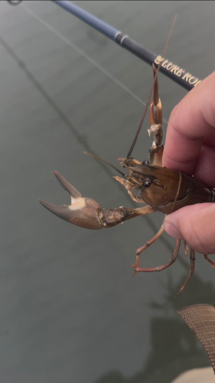 ウチダザリガニ