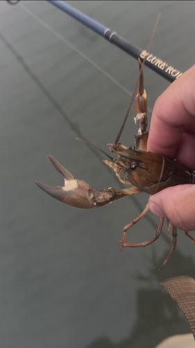 ウチダザリガニの釣果