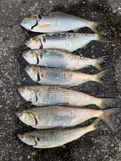 コノシロの釣果