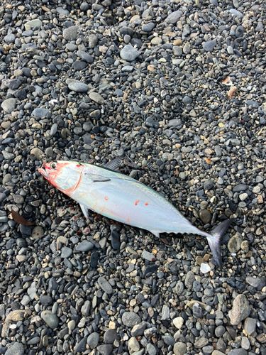 ヒラソウダの釣果