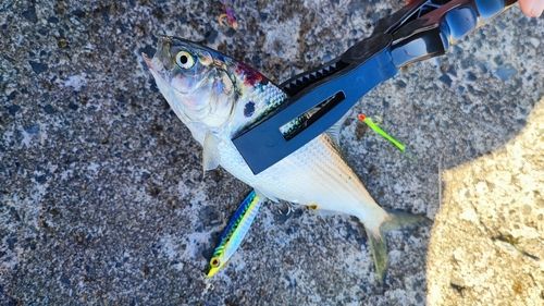 クロソイの釣果