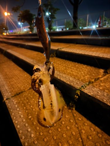 神戸空港親水護岸