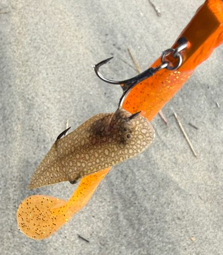 シタビラメの釣果